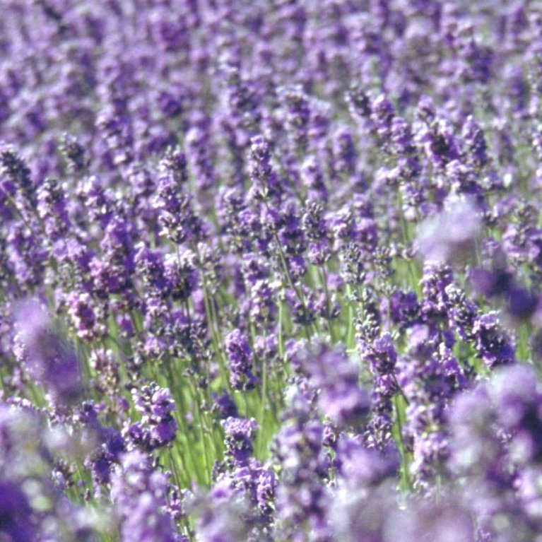 Ægte Lavendel