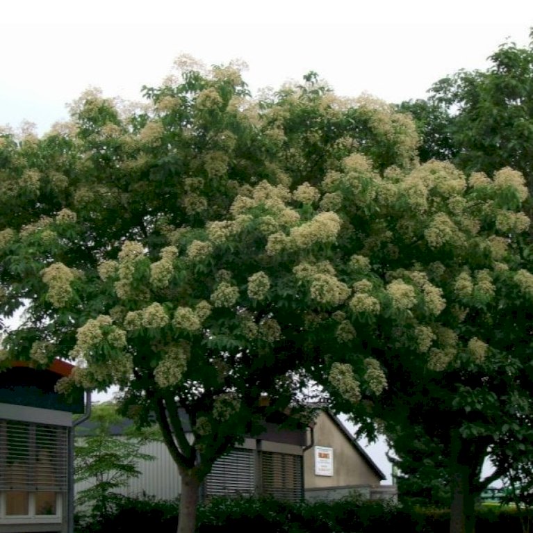 Bi-træ/Honningtræ