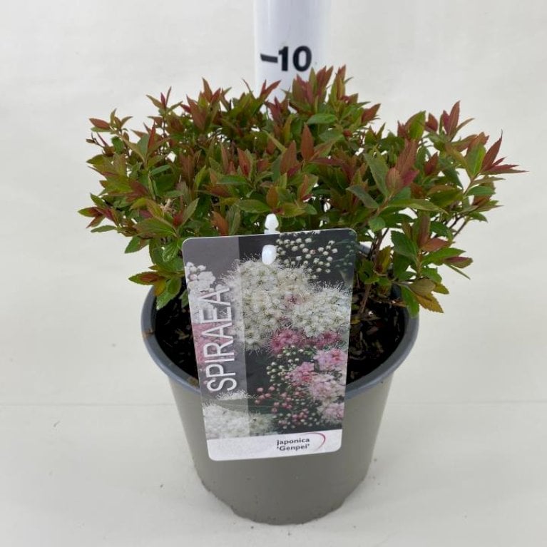 Spiræa 'Genpei'