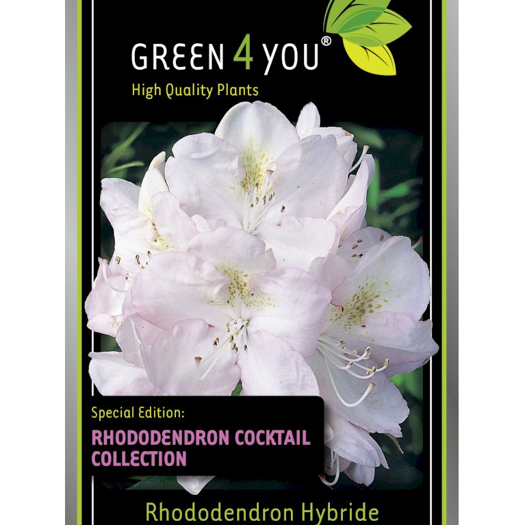 Rhododendron Pina Colada