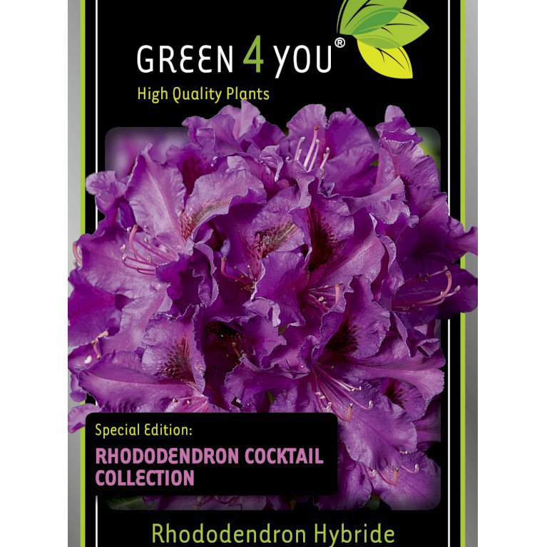Rhododendron Purple Martini