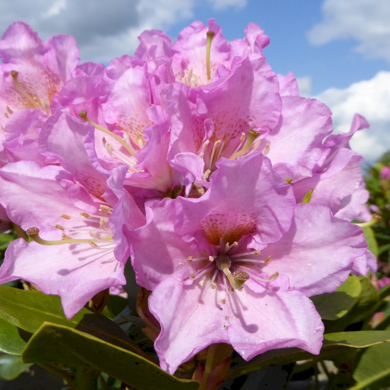 Duft-rhododendron