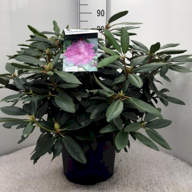 Rododendron 'Boursalt'