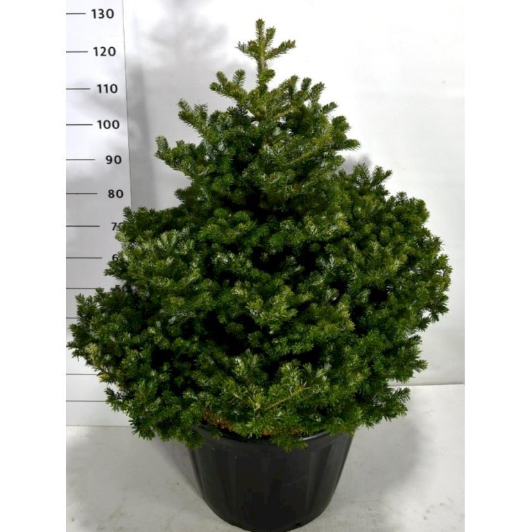 Koreagran 'Molli'