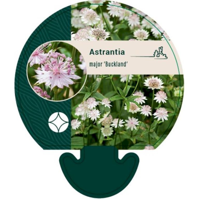 Stjerneskærm 'Buckland'