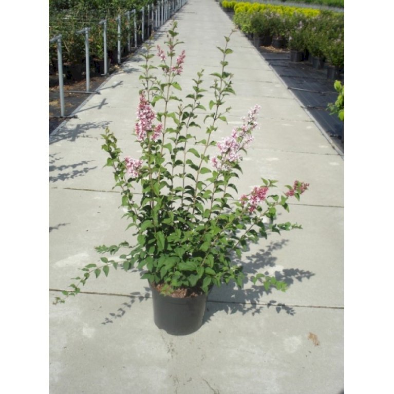 Dværg Syren 'Superba' - Syringa microphylla 'Superba' (Opstammet 90 cm. 7,5 liter potte)