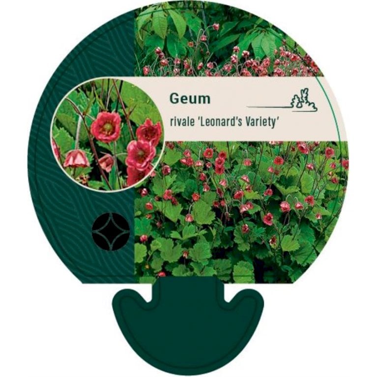 Eng-Nellikerod 'Leonard's Variety' - Geum rivale 'Leonard's Variety' (0,8 liter potte)