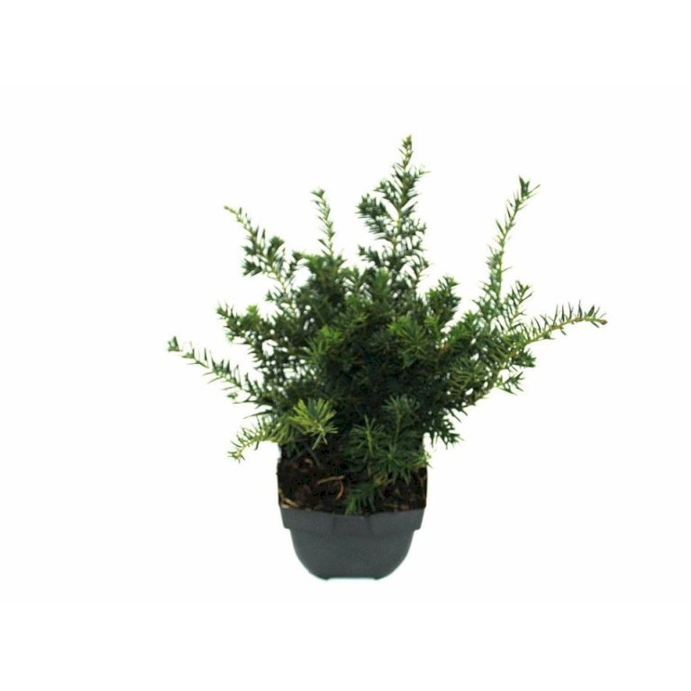 Krybende Almindelig Taks 'Repandens'