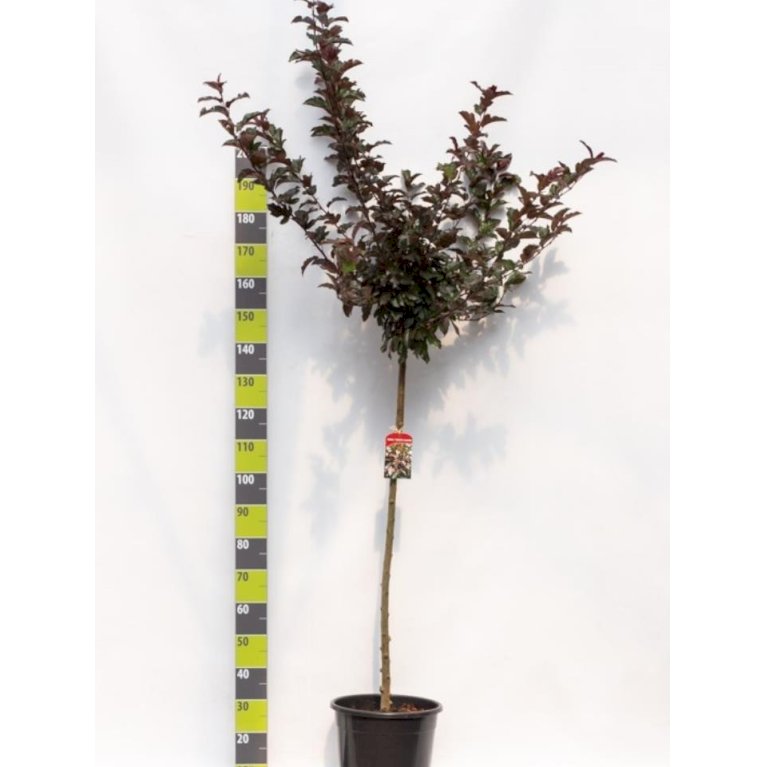 Paradisæble 'Scarlett'