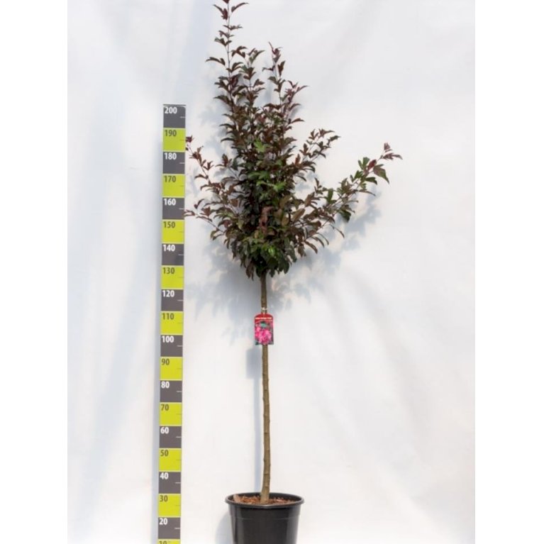 Paradisæble 'Freja'