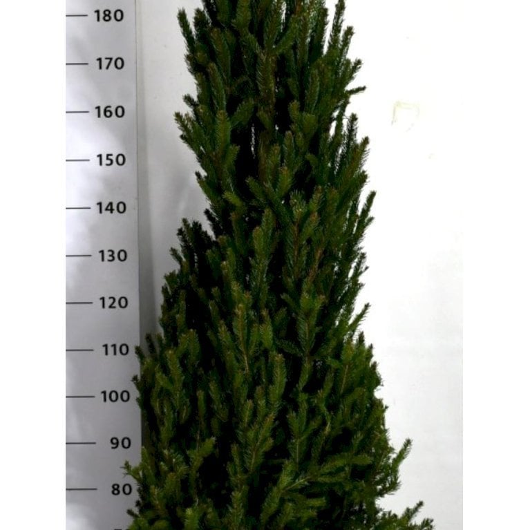 Rødgran 'Columnaris'