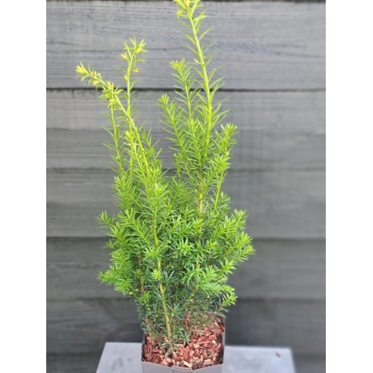 Taks 'Hicksii'