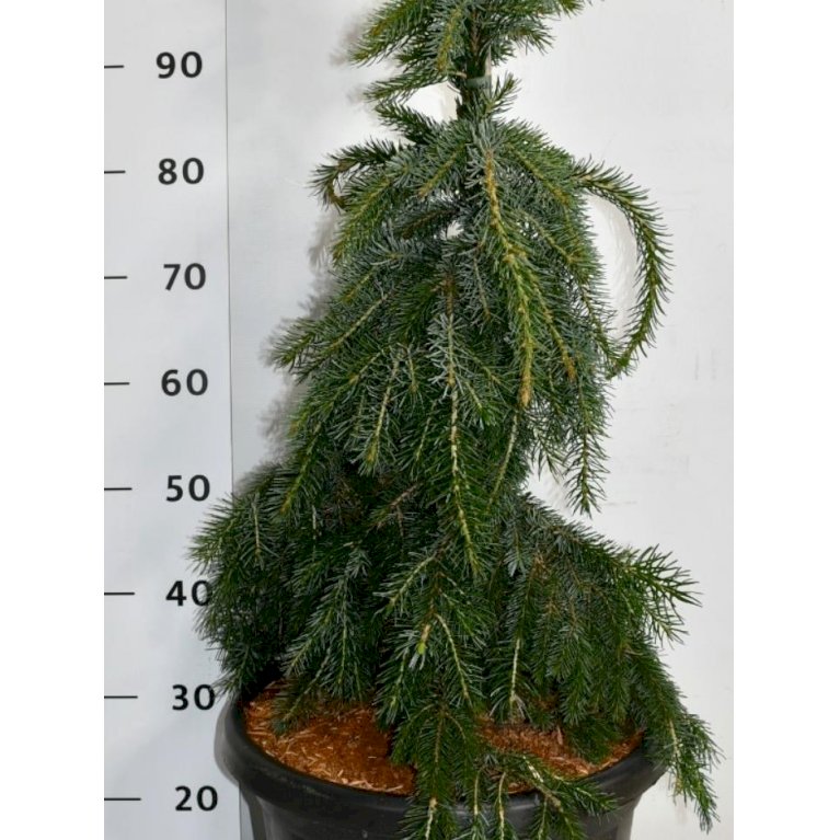 Hængende Serbisk Gran 'Pendula Bruns' - Nåletræer - Plantetorvet.dk