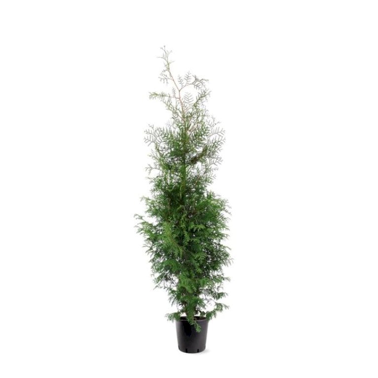 Almindelig Thuja 'Brabant'