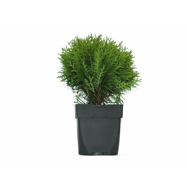 Thuja 'Danica'