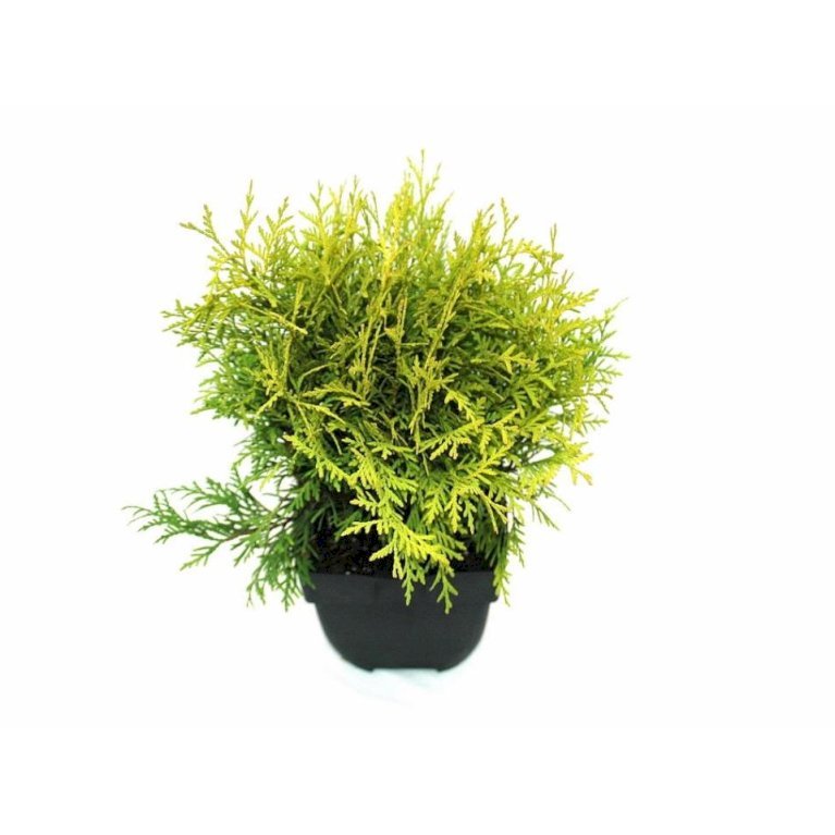 Thuja 'Golden Globe'