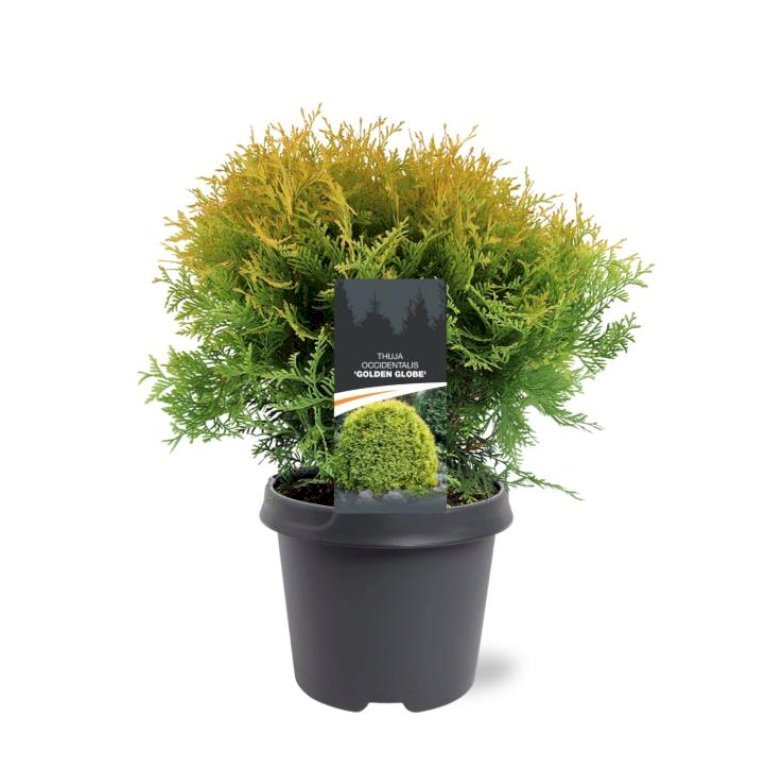 Thuja 'Golden Globe'
