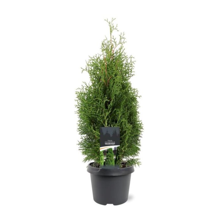 Almindelig Thuja 'Holmstrup'