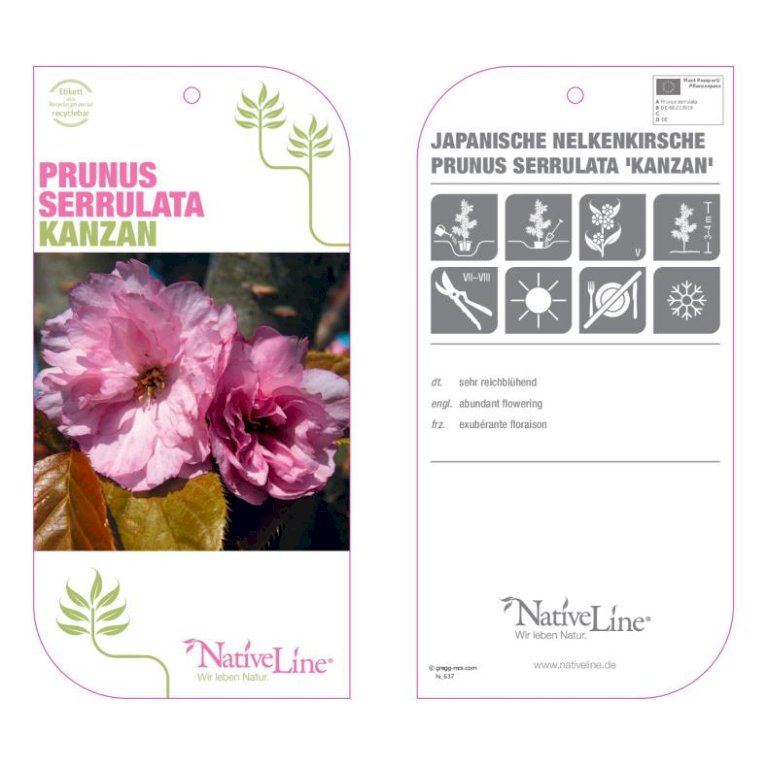 Japansk kirsebær 'Kanzan'