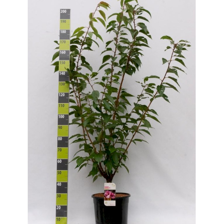 Japansk kirsebær 'Kanzan'