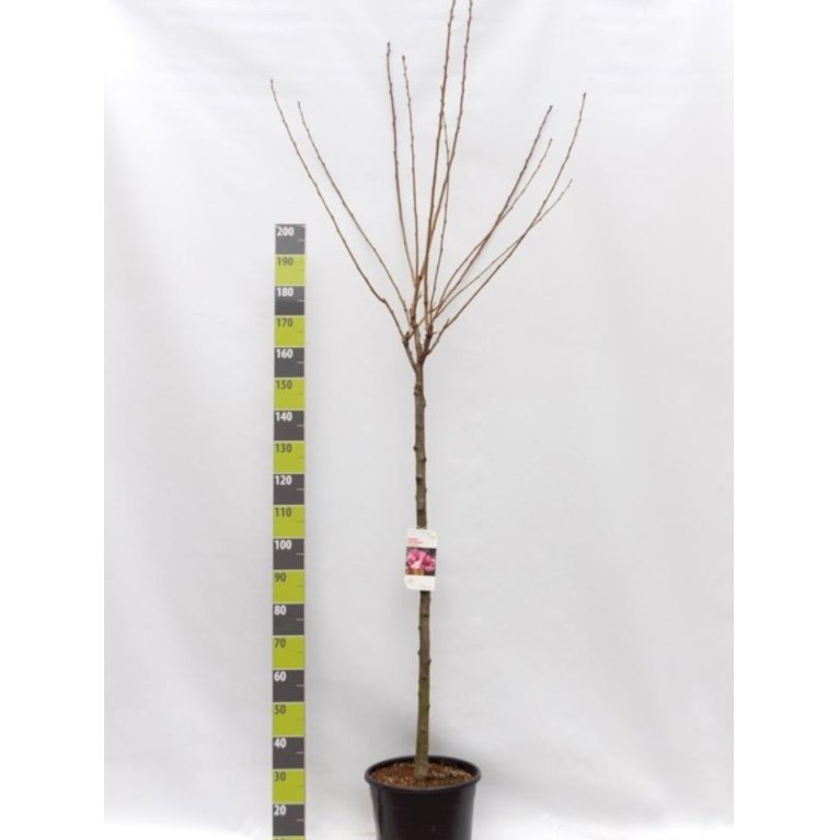 Japansk kirsebær 'Kanzan'