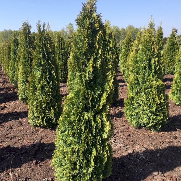 Almindelig Thuja 'Smaragd' - Thuja occidentalis 'Smaragd' (Mellem potter)