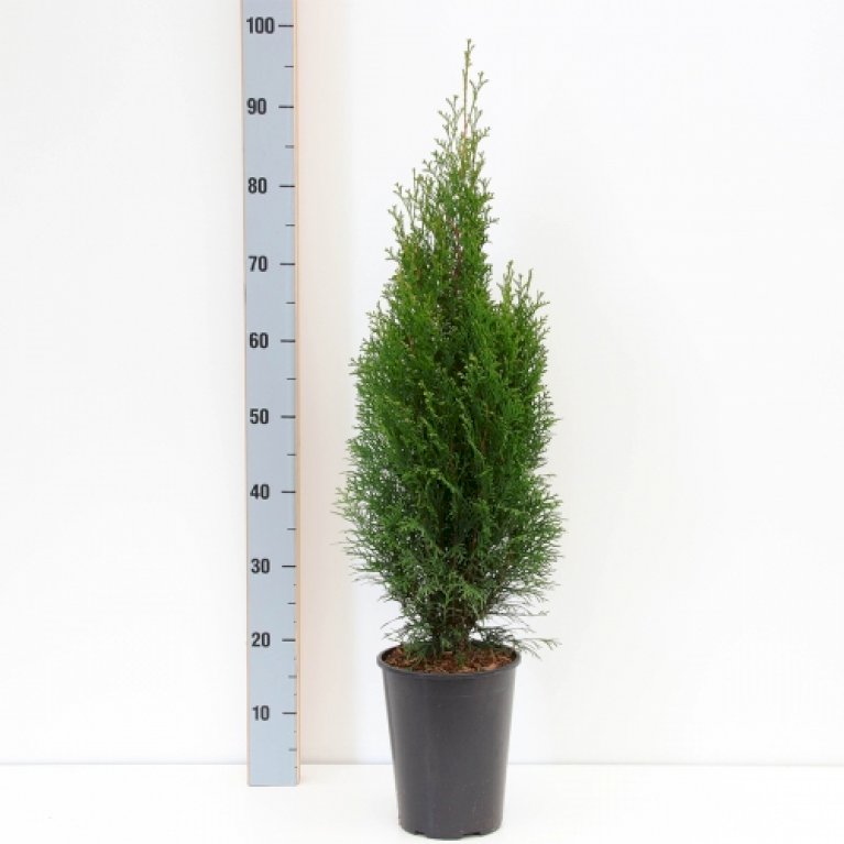 Almindelig Thuja 'Smaragd'