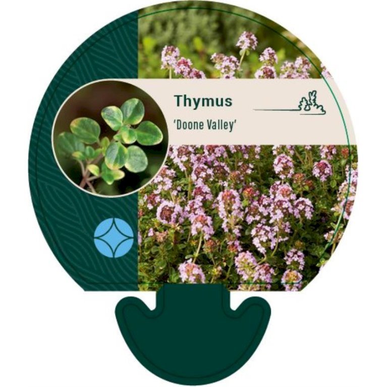 Citron timian 'Doone Valley'