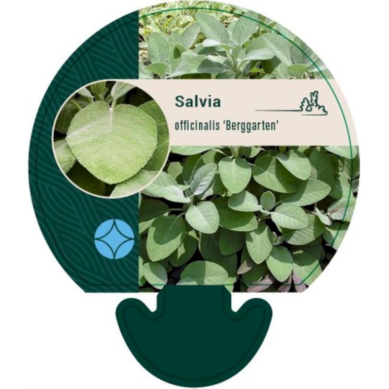 Salvie 'Berggarten' (Storbladet)