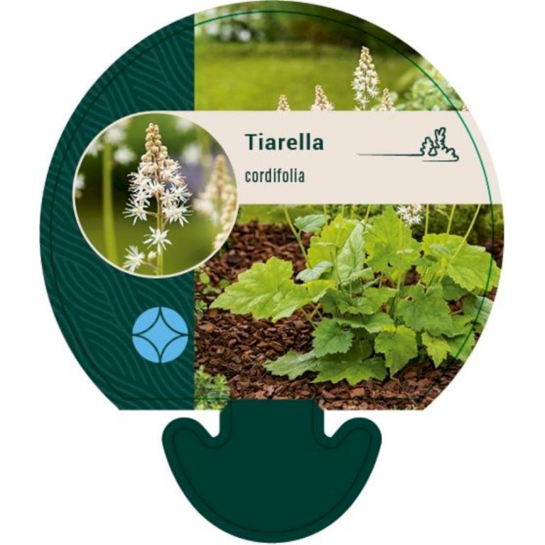 Almindelig Skumblomst