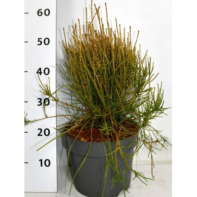 Almindelig Søjlethuja 'Franky Boy'