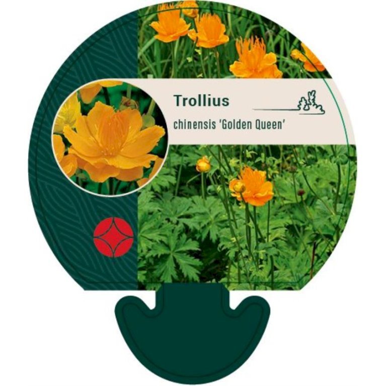 Kinesisk Engblomme 'Golden Queen'