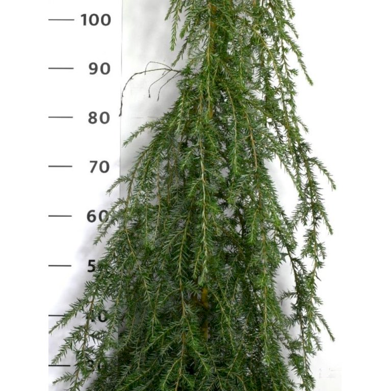 Hængende Østamerikansk Hemlock 'Pendula'