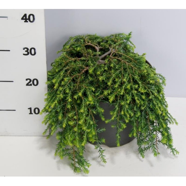 Østamerikansk Hemlock 'Cole's Prostrate'