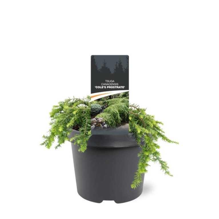 Østamerikansk Hemlock 'Cole's Prostrate'