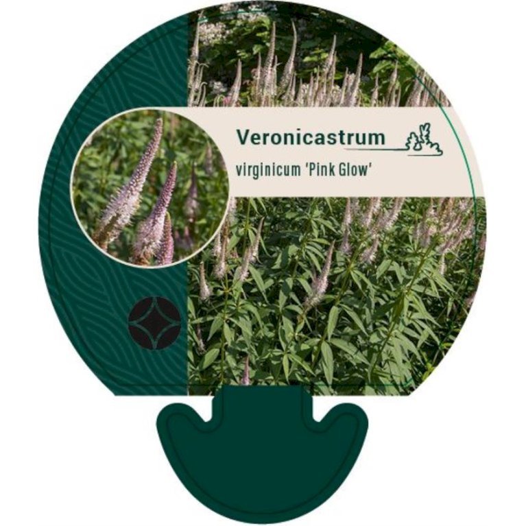 Virginsk Ærenpris 'Pink Glow'