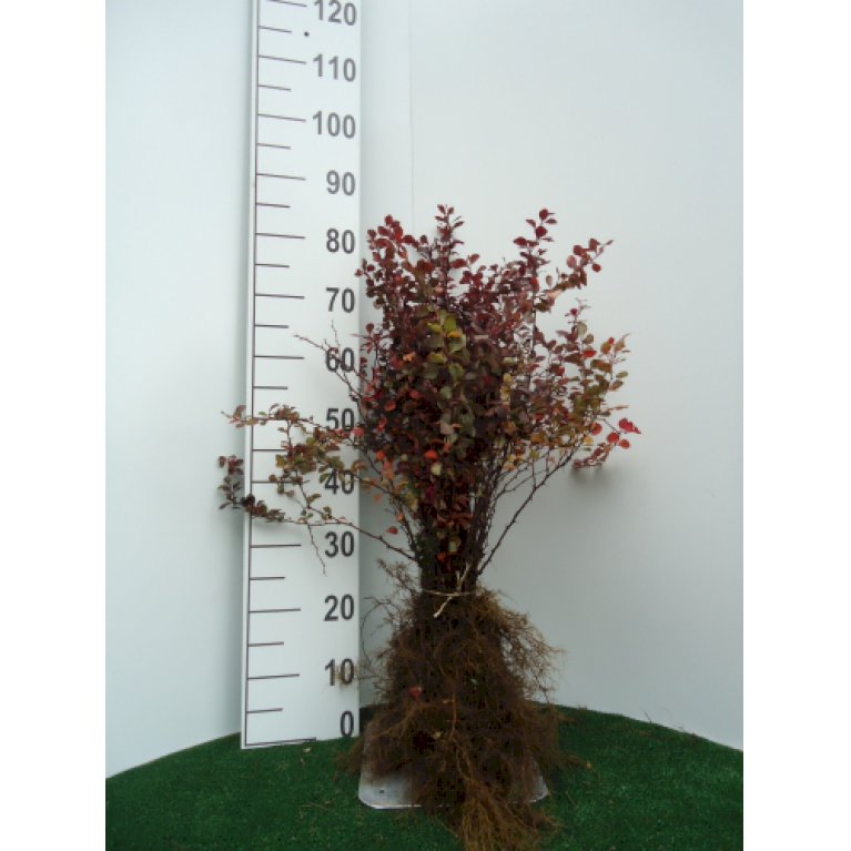 Rød Berberis til hæk - Berberis thunbergii 'Atropurpurea' (barrods, 40-60 cm)
