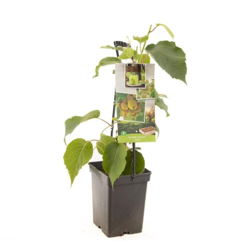 Kiwi 'Jenny'