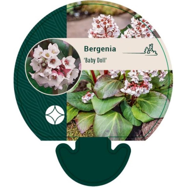 Kæmpestenbræk 'Baby Doll'