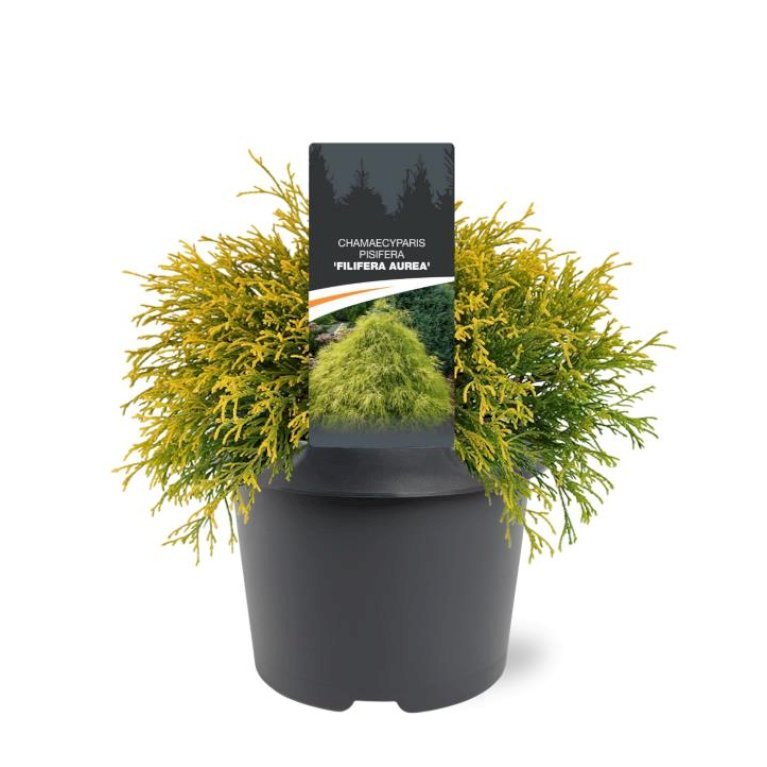 Trådcypres 'Filifera Aurea'