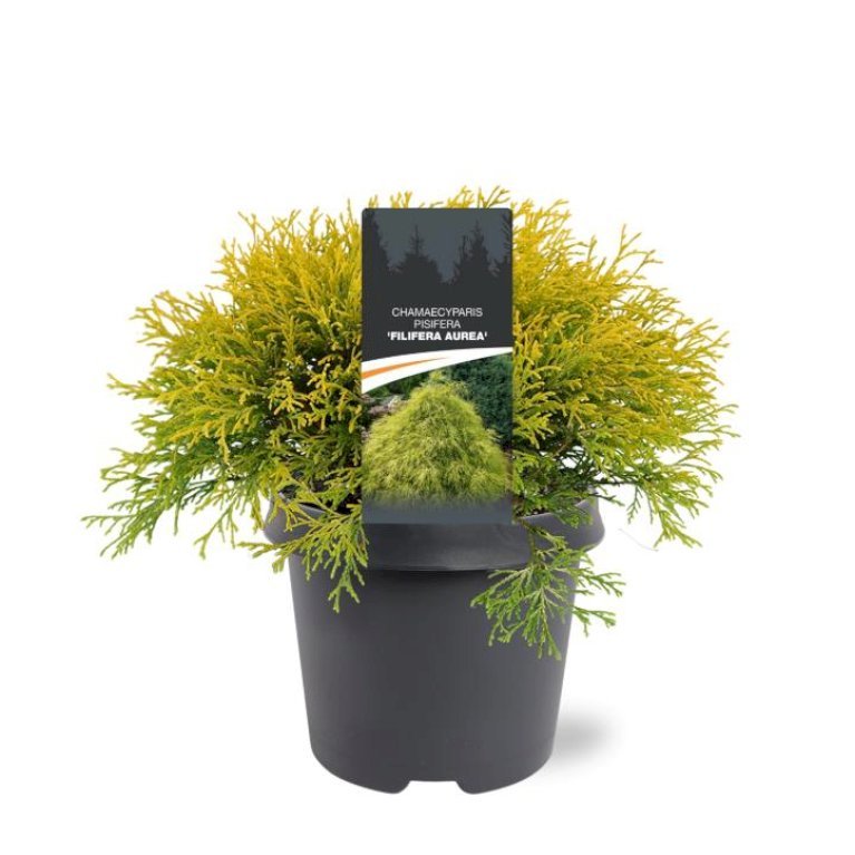 Trådcypres 'Filifera Aurea'