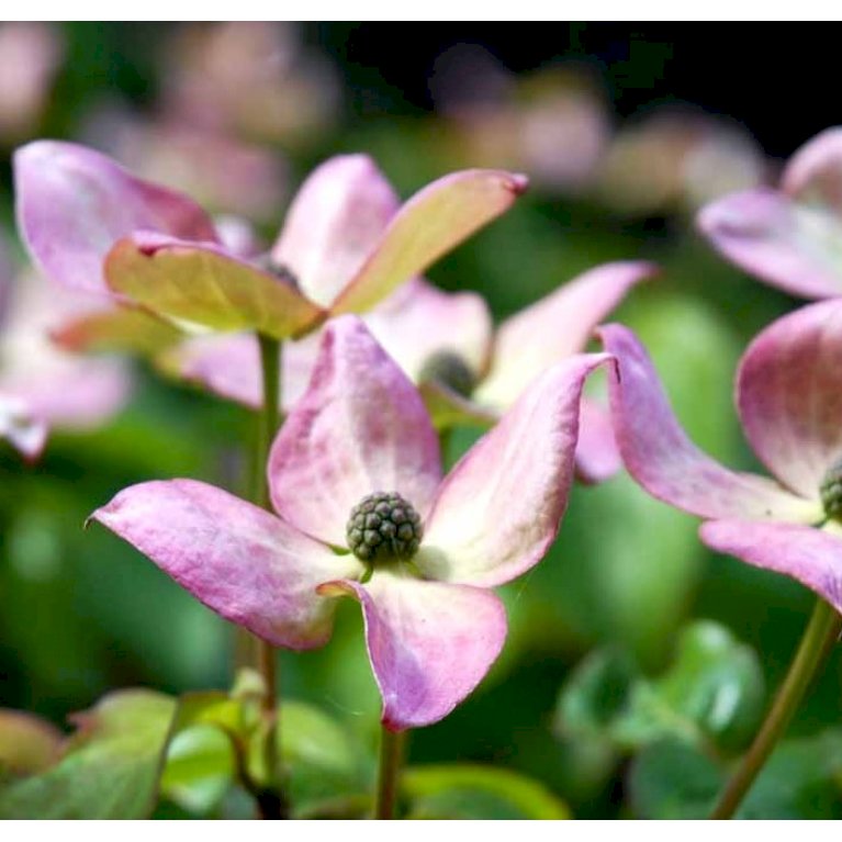 Koreakornel 'Satomi'