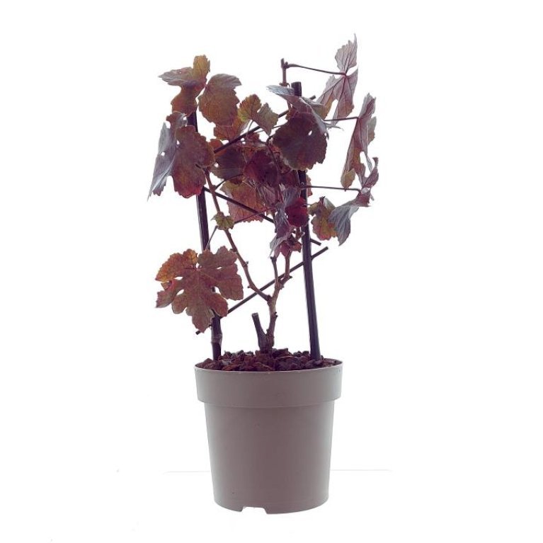VINDRUE 'PURPUREA'