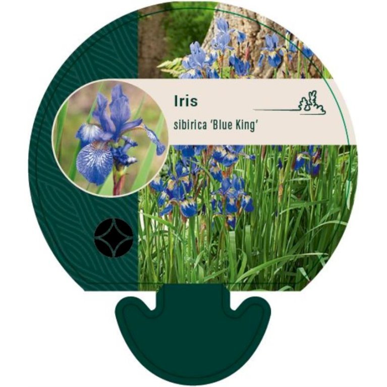 Sibirisk Iris