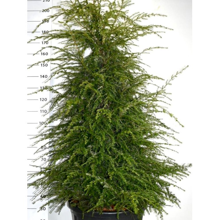 Østamerikansk Hemlock