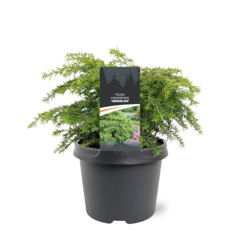 Østamerikansk Hemlock 'Jeddeloh'