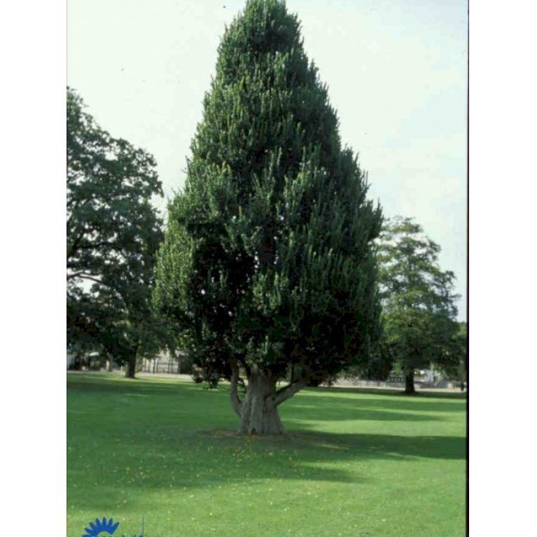 Pyramideelm