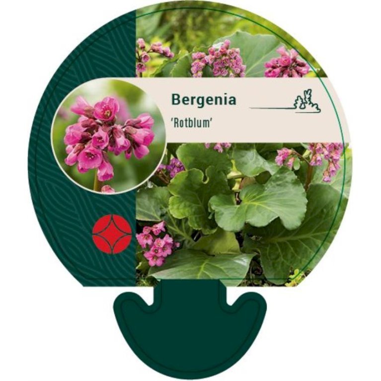 Kæmpestenbræk 'Rotblum'