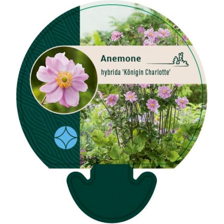 Høstanemone - Anemone x hybrida 'Königin Charlotte' (0,8 liter potte)