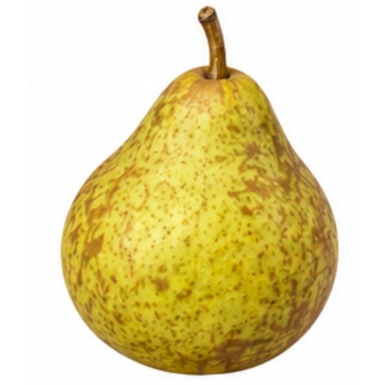 PÆRE 'NASHI' - Pyrus pyrifolia 'Komoi' (Grundstamme Kvæde A, Havefrugttræ Potte 7,5 liter 150-175 cm)